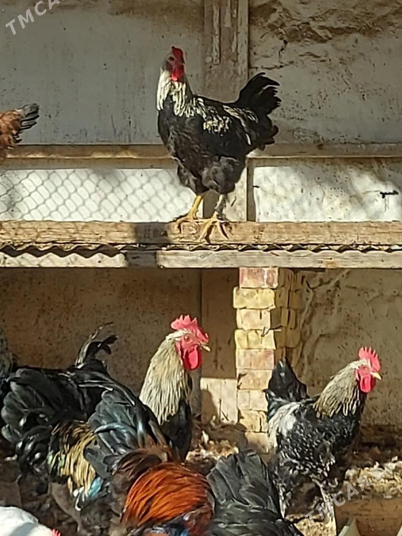 HORAZ 7aylyk - Sakarçäge - img 5