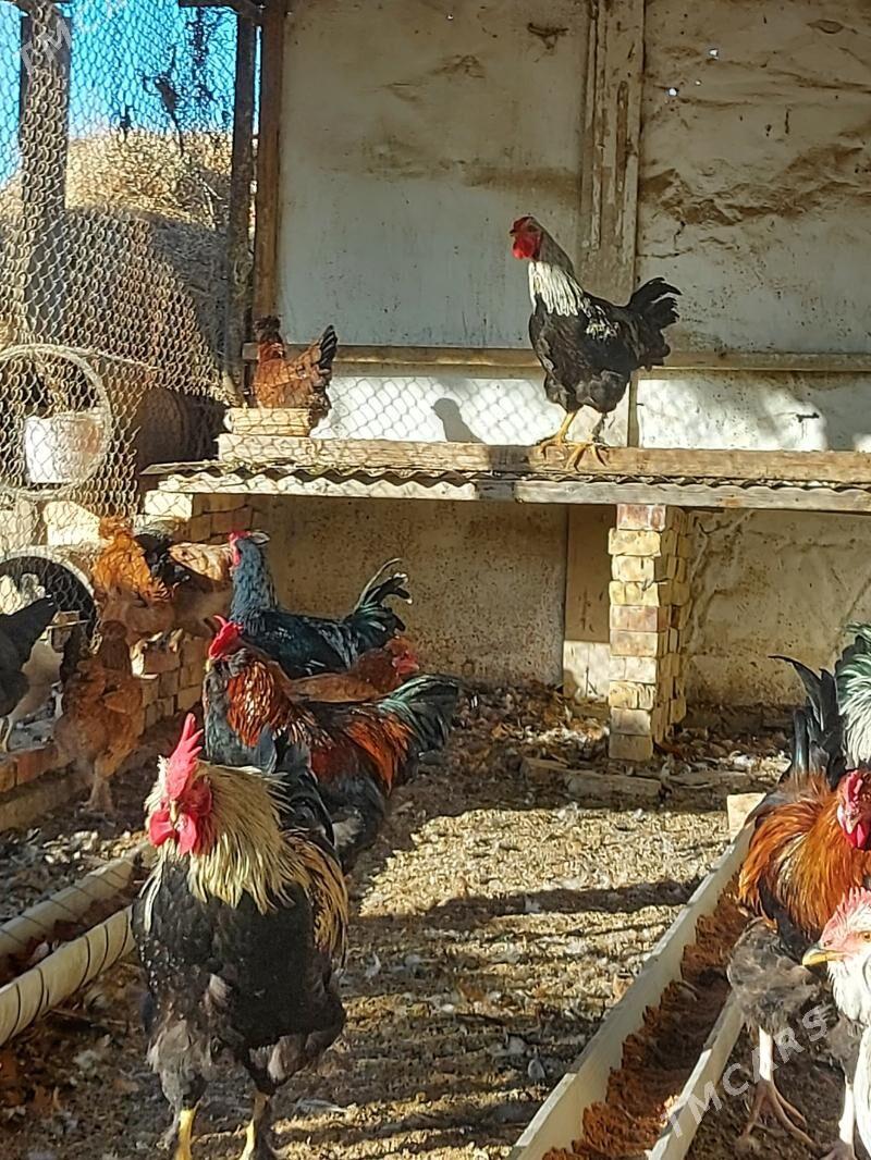 HORAZ 7aylyk - Sakarçäge - img 3