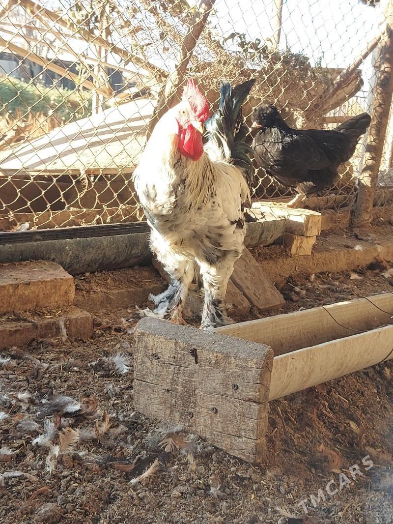 HORAZ 7aylyk - Sakarçäge - img 6