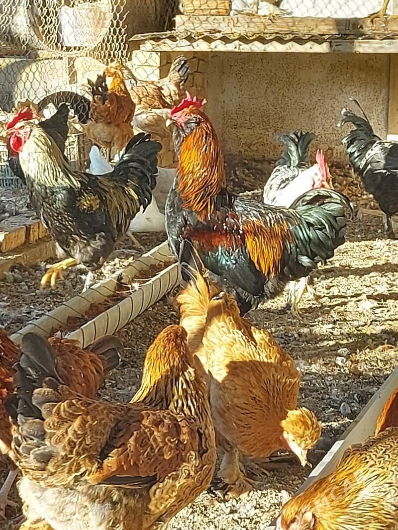 HORAZ 7aylyk - Sakarçäge - img 7