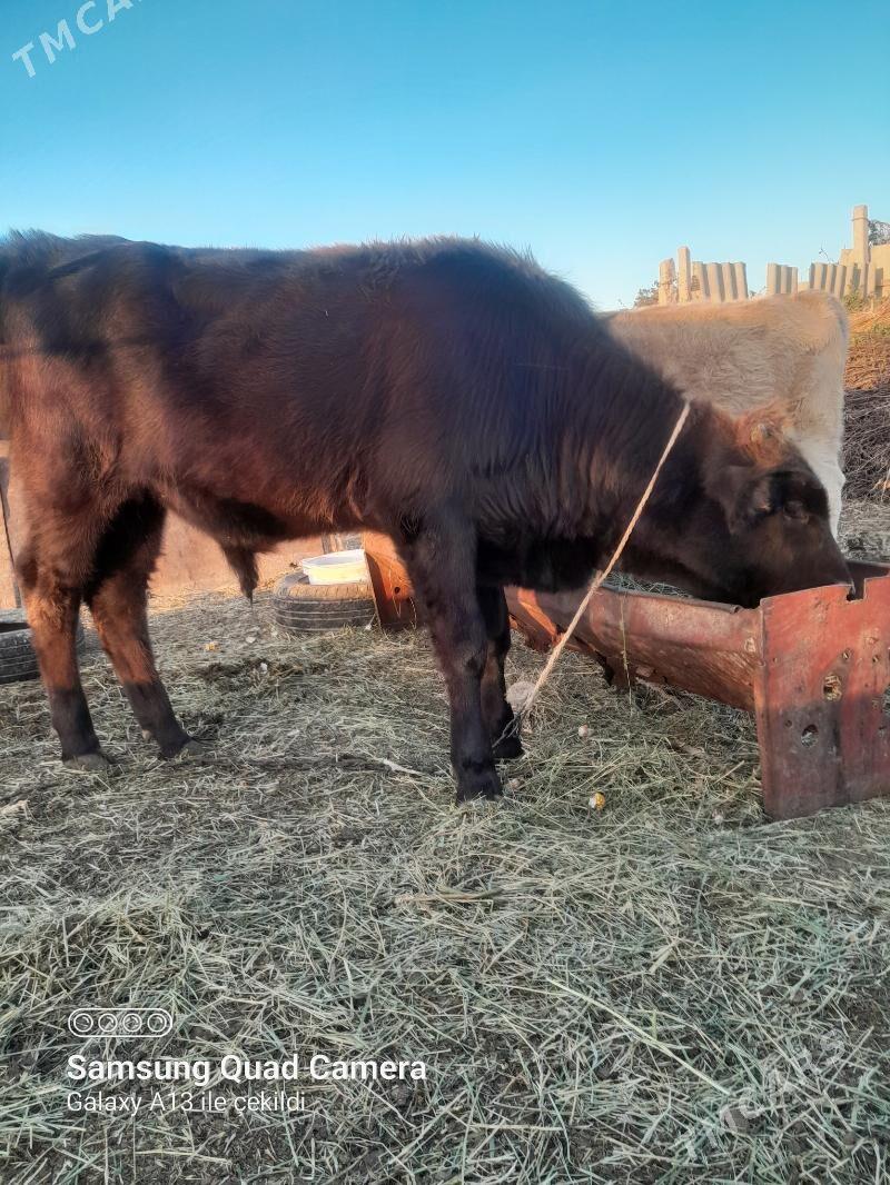 okuz - Ак-Бугдайский этрап - img 8