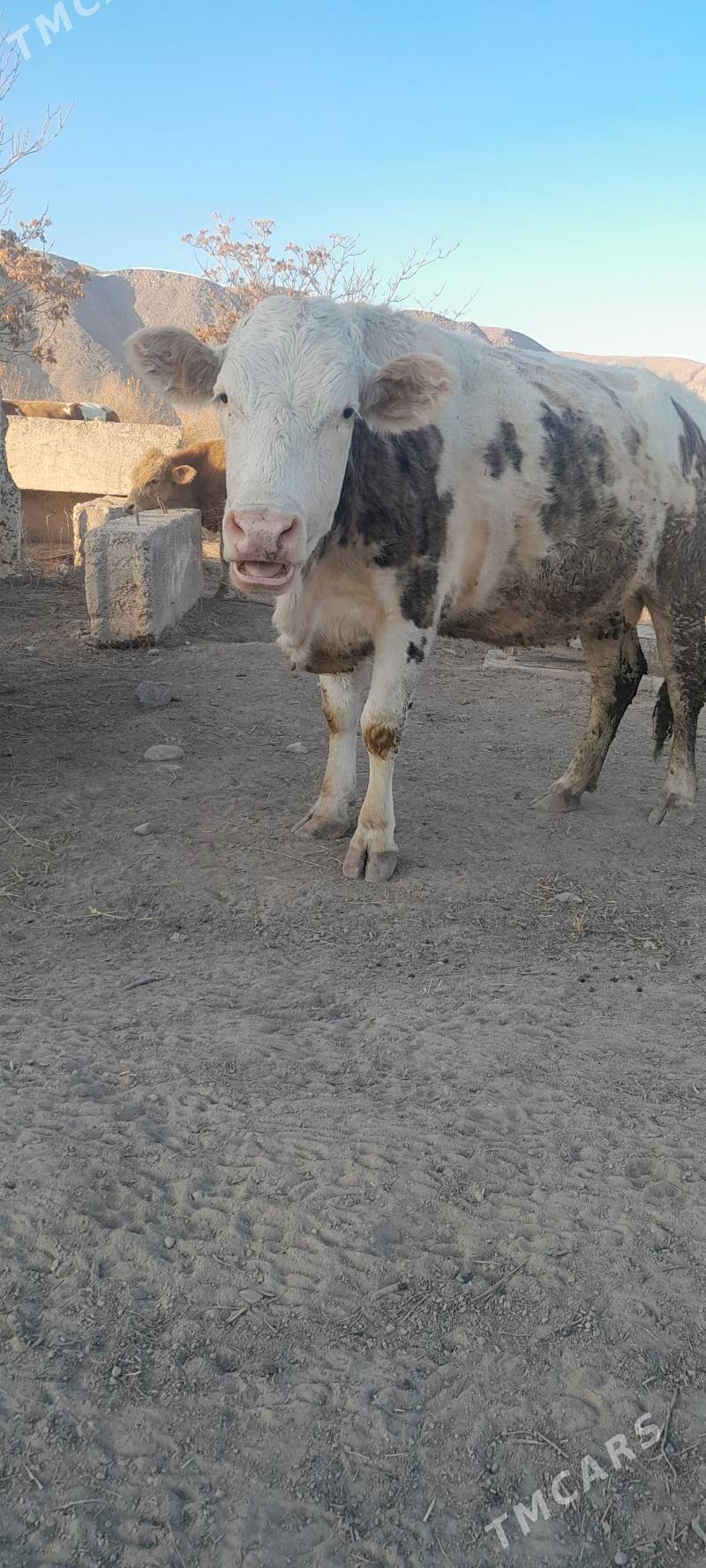 sygyr - Багир - img 3