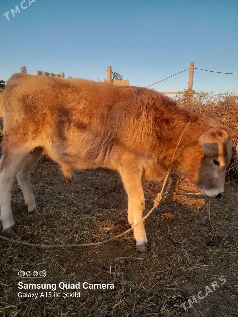 okuz - Ак-Бугдайский этрап - img 4