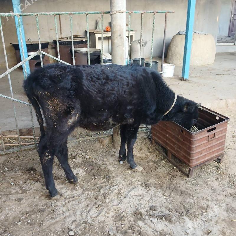 tuwe - Херрикгала - img 2