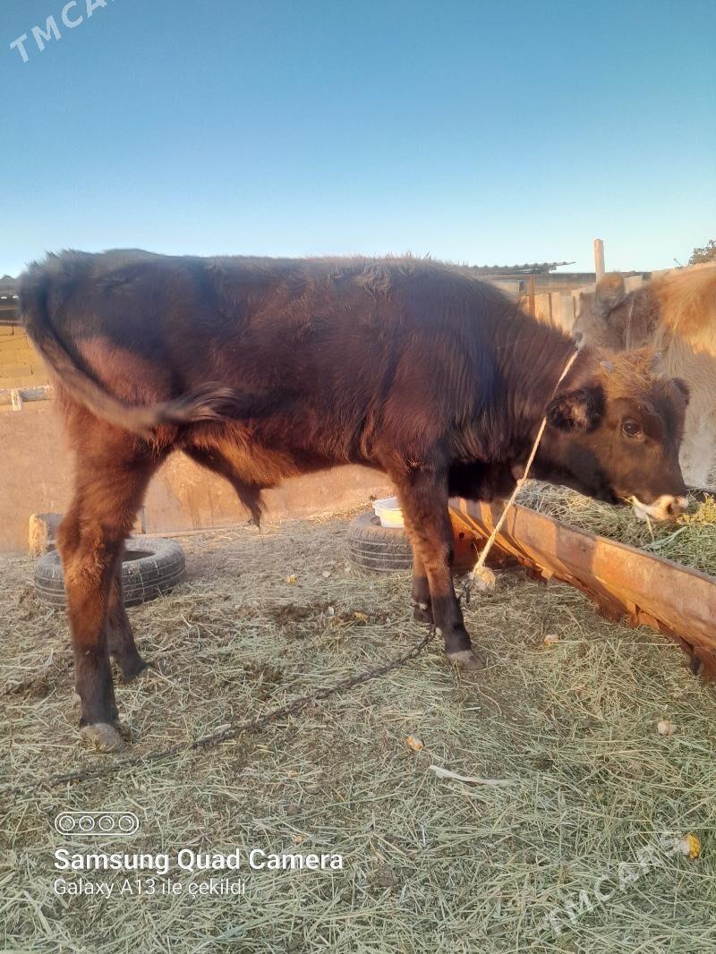 okuz - Ак-Бугдайский этрап - img 5