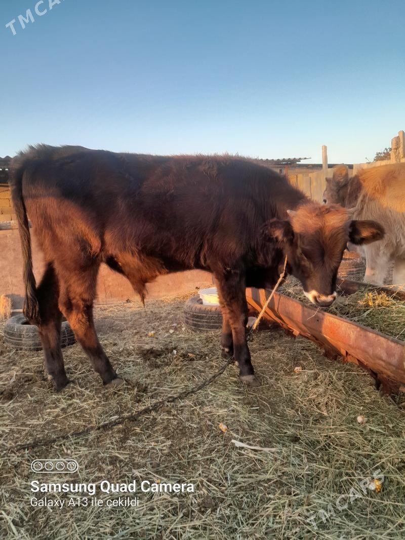 okuz - Ак-Бугдайский этрап - img 6