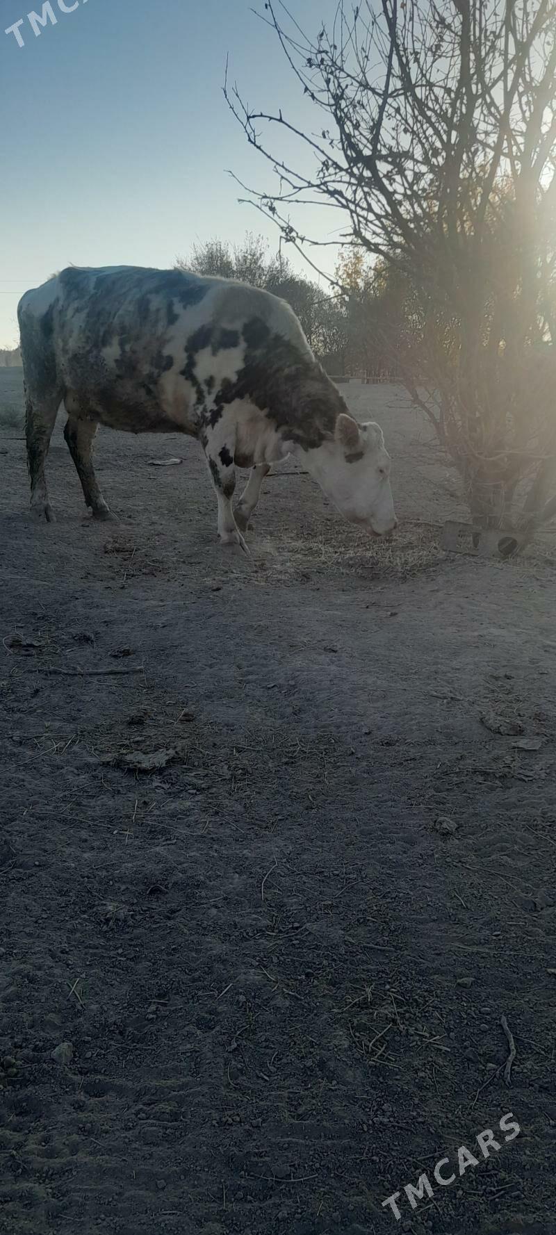 sygyr - Багир - img 4