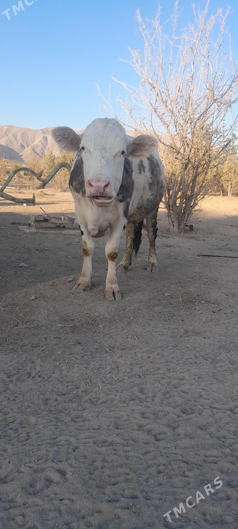 sygyr - Багир - img 2