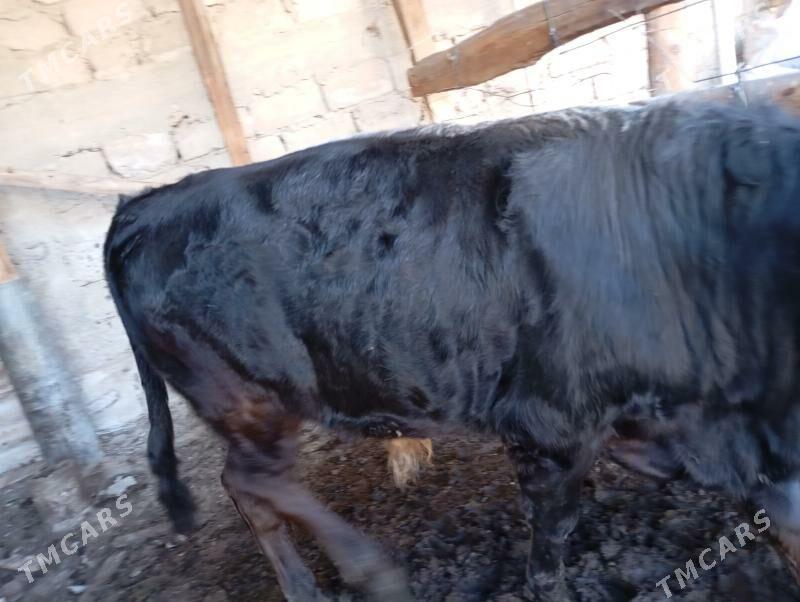 Okuz - Köşi - img 4