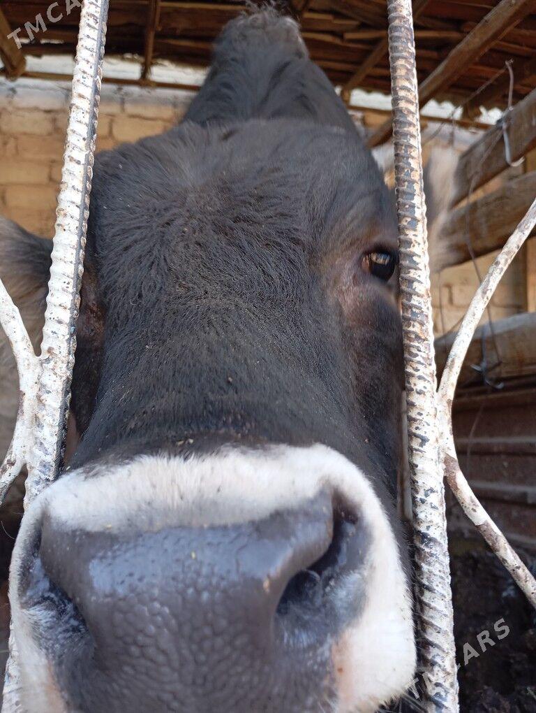 Okuz - Köşi - img 2