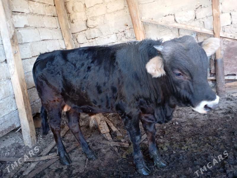 Okuz - Köşi - img 3