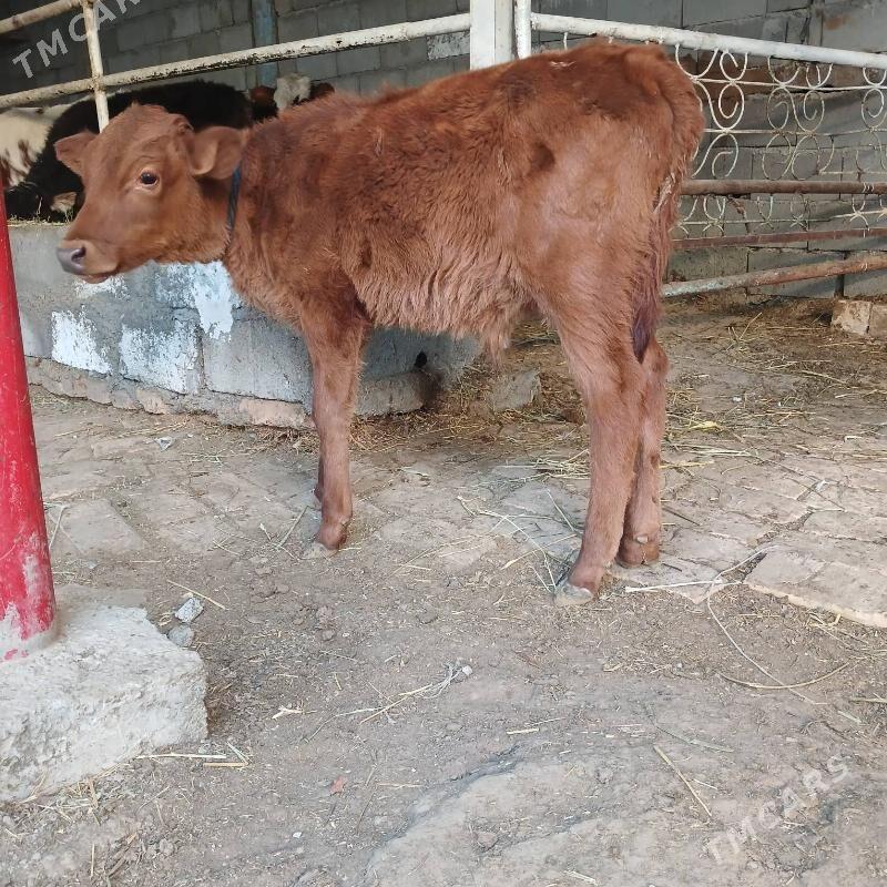 ÖKUZ - Бузмеин - img 2