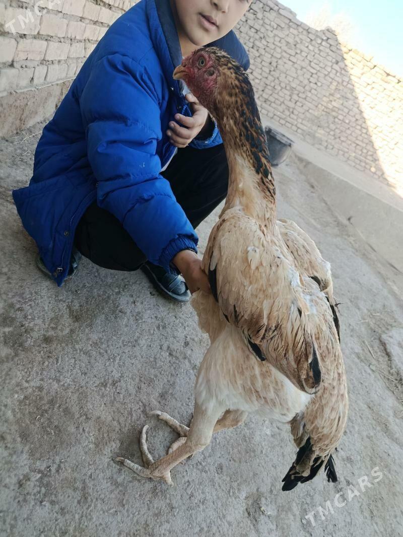 tovuk - Şabat etr. - img 3