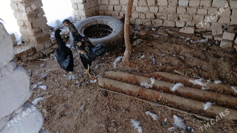 Towuk - Mary - img 2