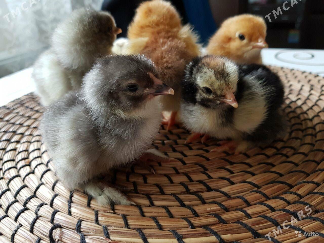 Brama jüýje - Бузмеин - img 3