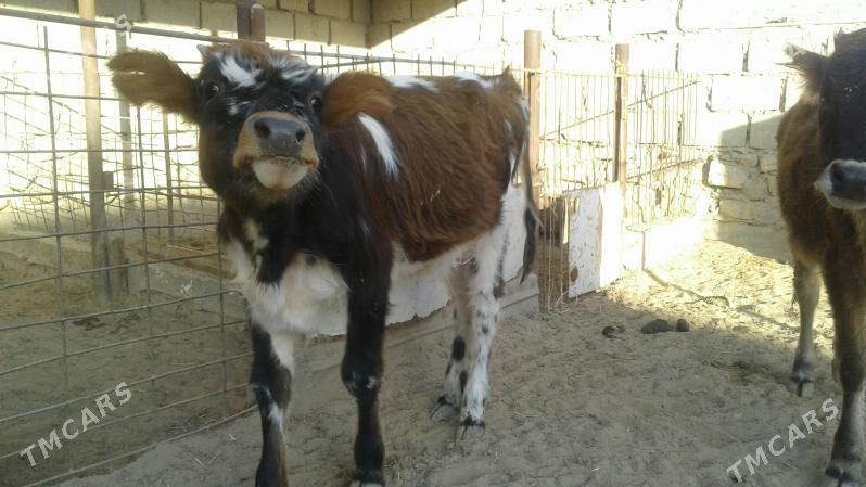 Gaçar - Эсенгулы - img 2