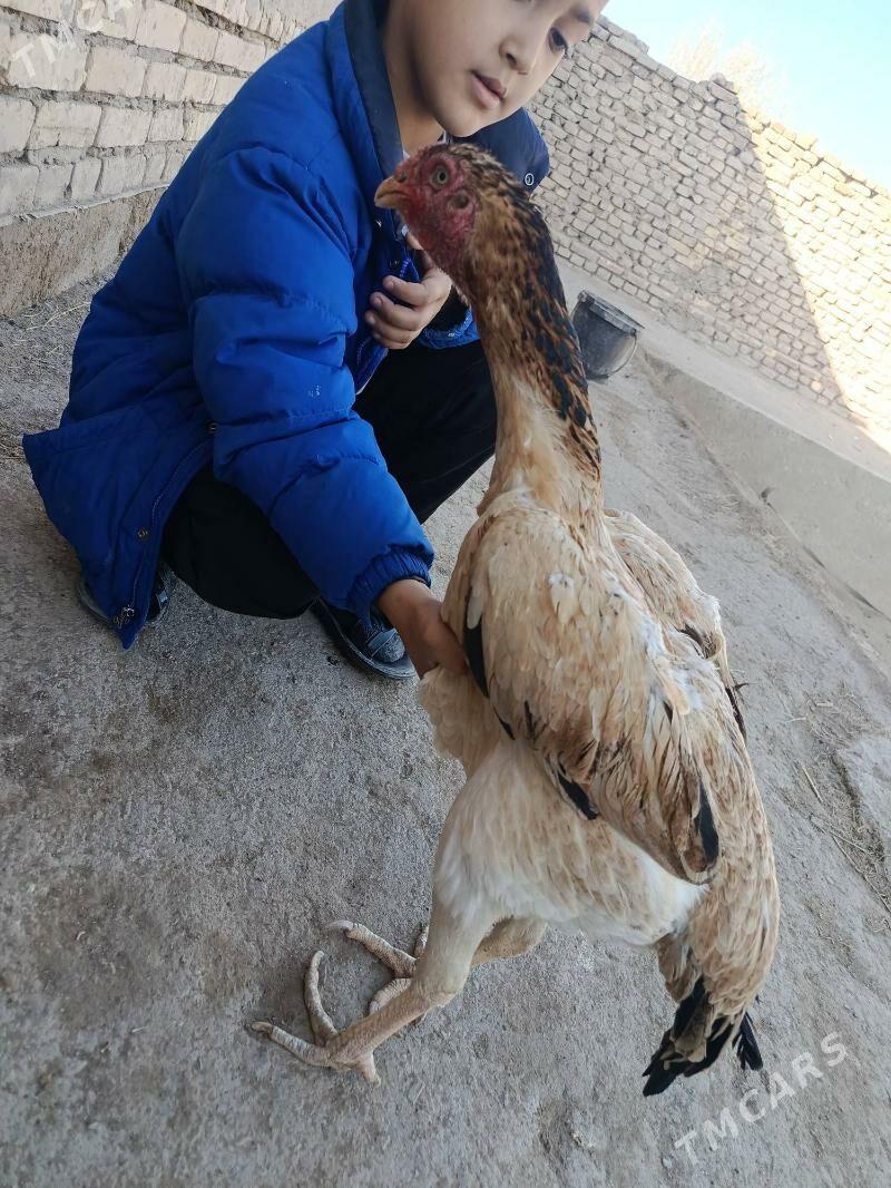 tovuk - Şabat etr. - img 2