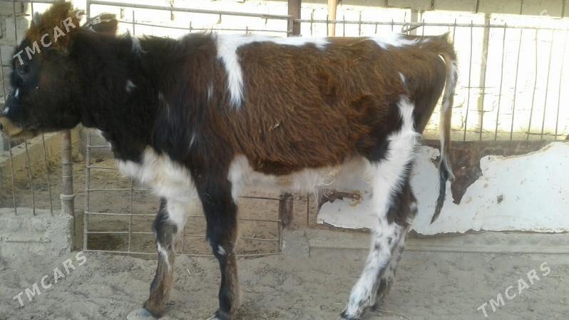 Gaçar - Эсенгулы - img 3