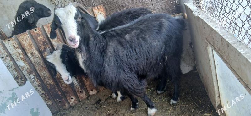 tokly - Gökdepe - img 4