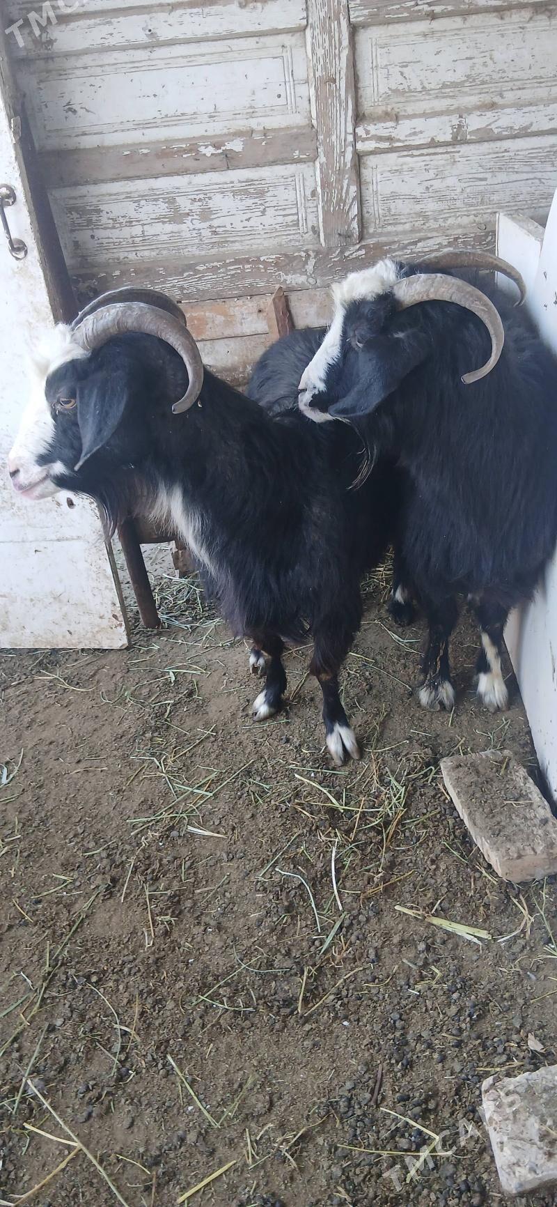 tokly - Gökdepe - img 7