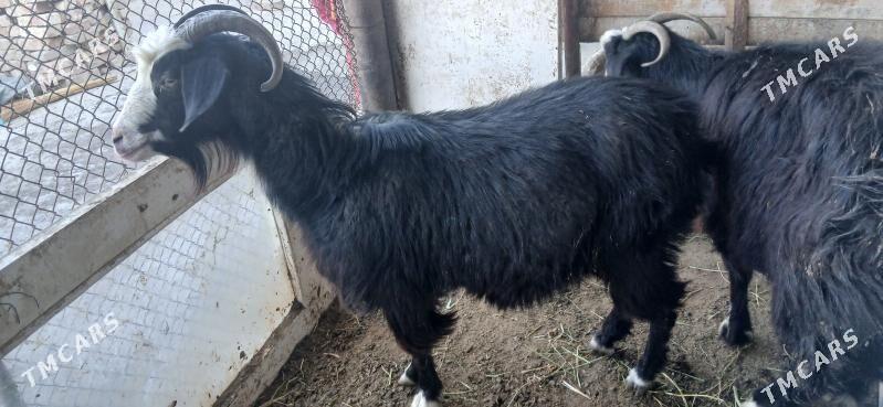 tokly - Gökdepe - img 5