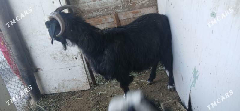 tokly - Gökdepe - img 6