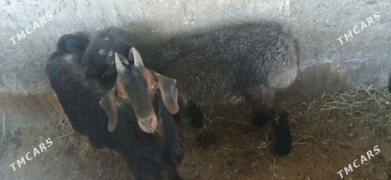 tokly - Gökdepe - img 1