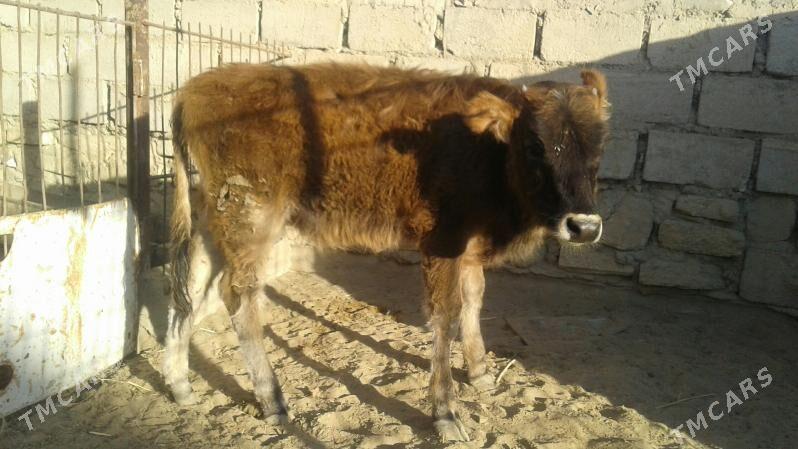 Gaçar - Эсенгулы - img 4