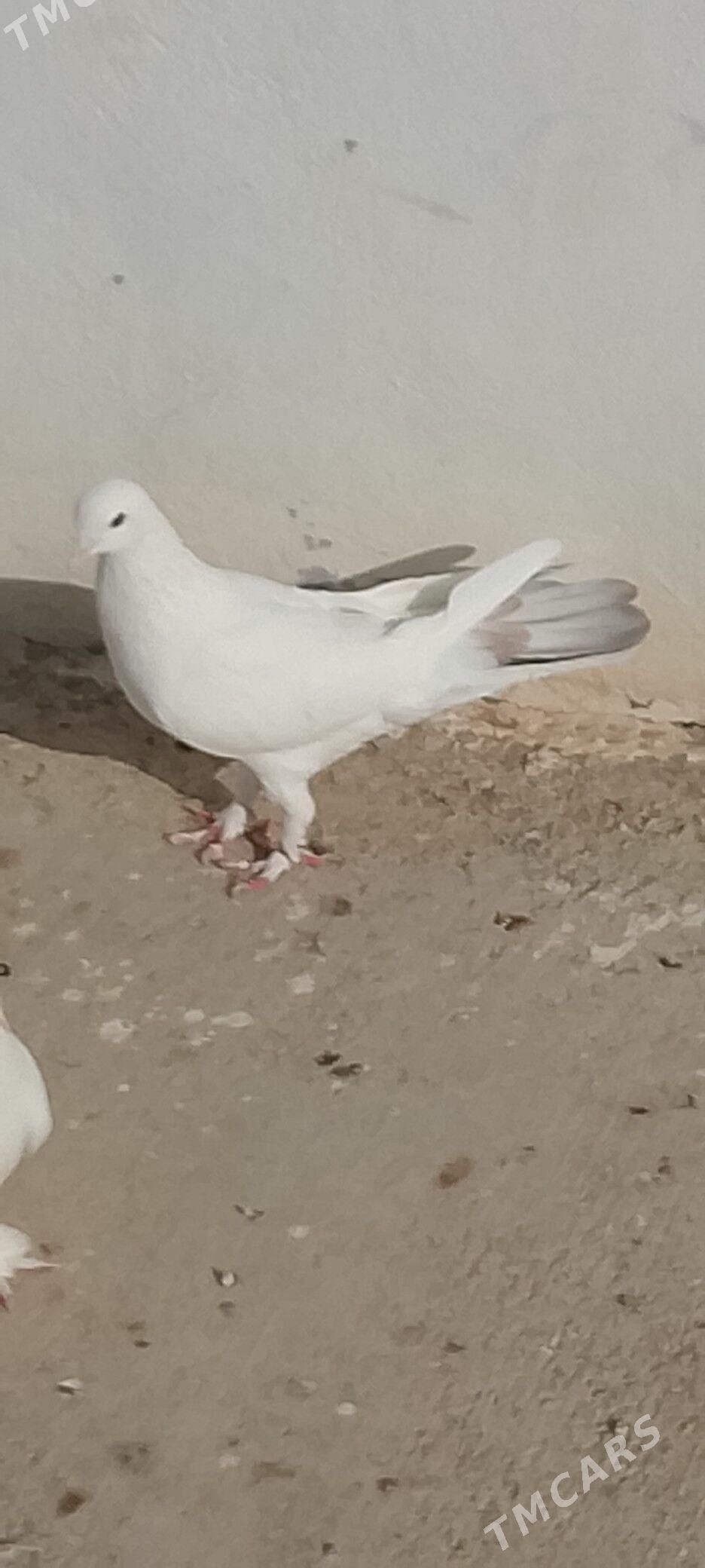 kepderi - Çoganly - img 2