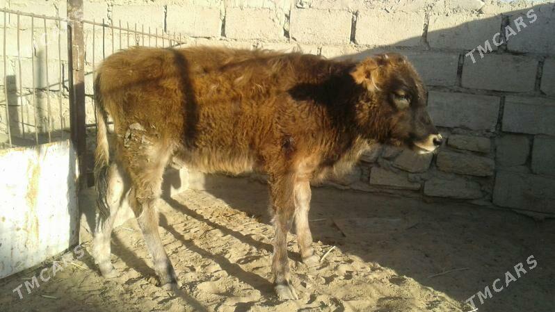 Gaçar - Эсенгулы - img 5