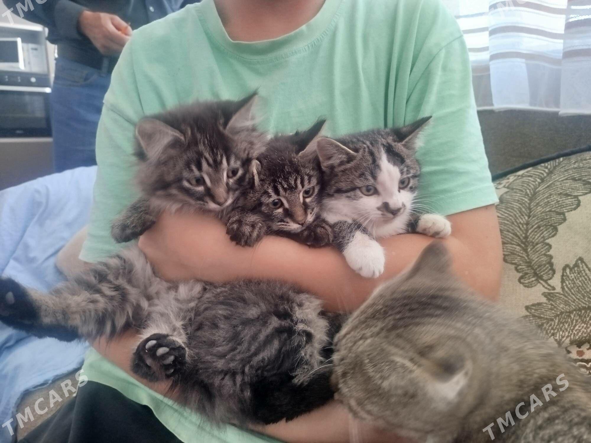 котята в добрые руки - Türkmenbaşy - img 2