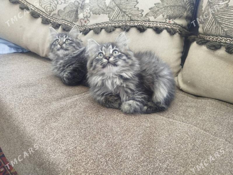 котята в добрые руки - Türkmenbaşy - img 3