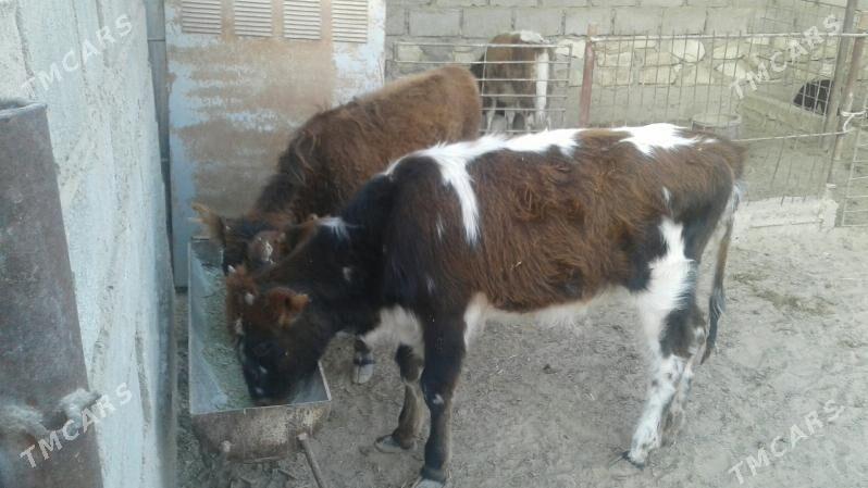 Gaçar - Эсенгулы - img 6