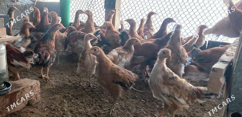 Jüyje - Тязе заман - img 2