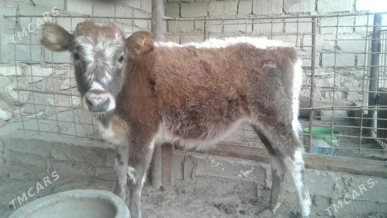 Gaçar - Эсенгулы - img 8