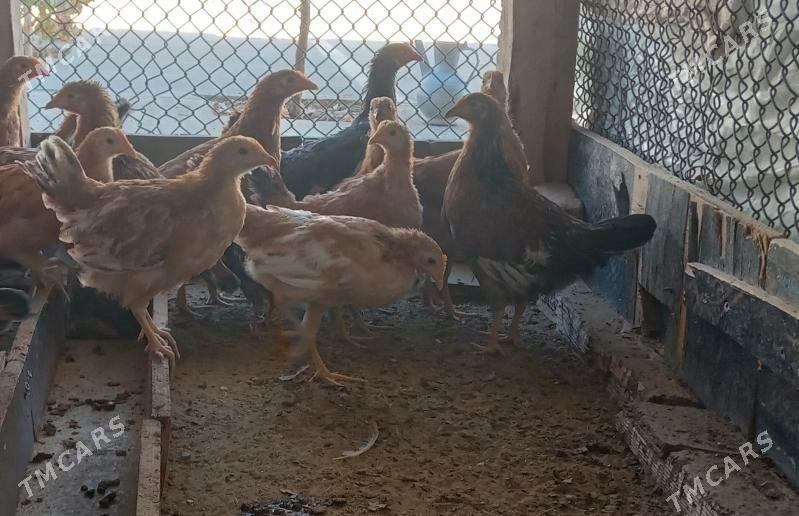 Jüyje - Тязе заман - img 1