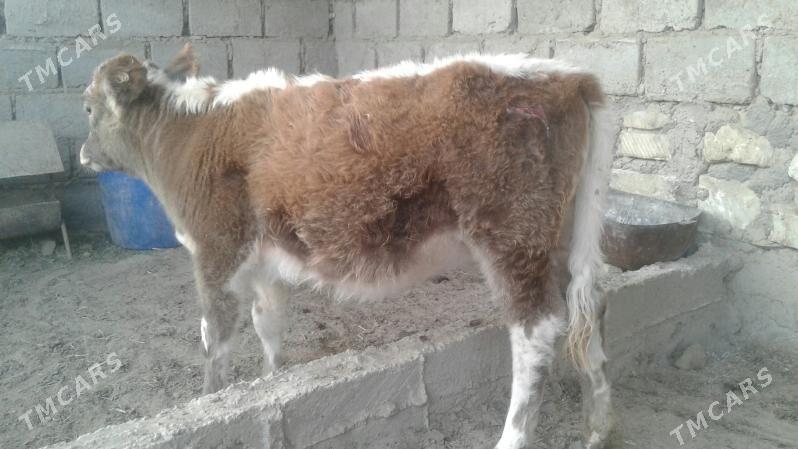 Gaçar - Эсенгулы - img 9