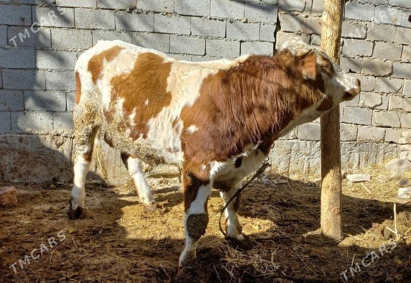 Okuz - Гёкдже - img 2