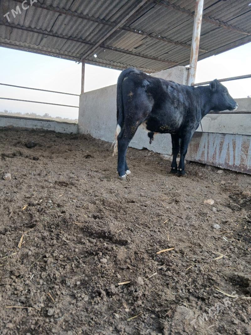 Okuz galisteýin - Гёкдепе - img 3