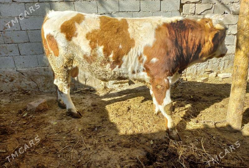 Okuz - Гёкдже - img 4