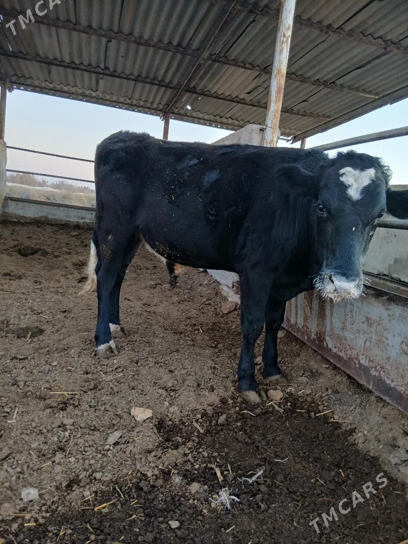 Okuz galisteýin - Гёкдепе - img 2