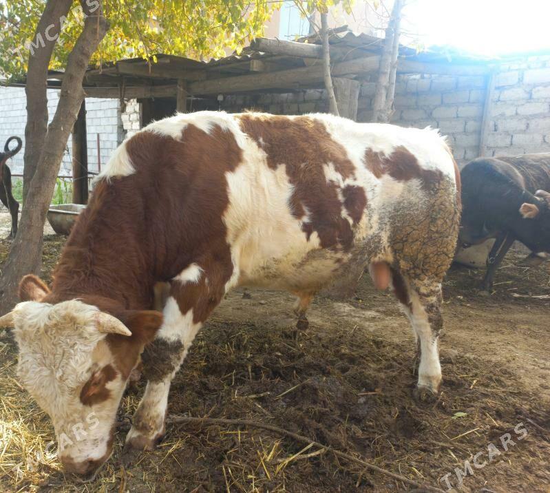 Okuz - Гёкдже - img 3