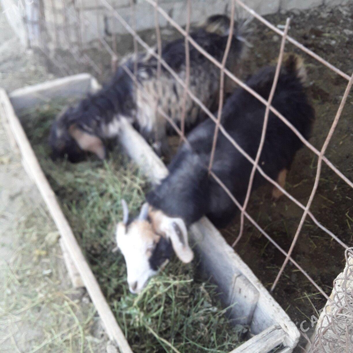 çewiş - Бузмеин - img 3