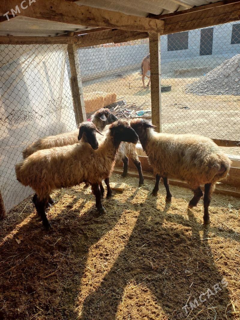 Goÿynlar - Gökdepe - img 1