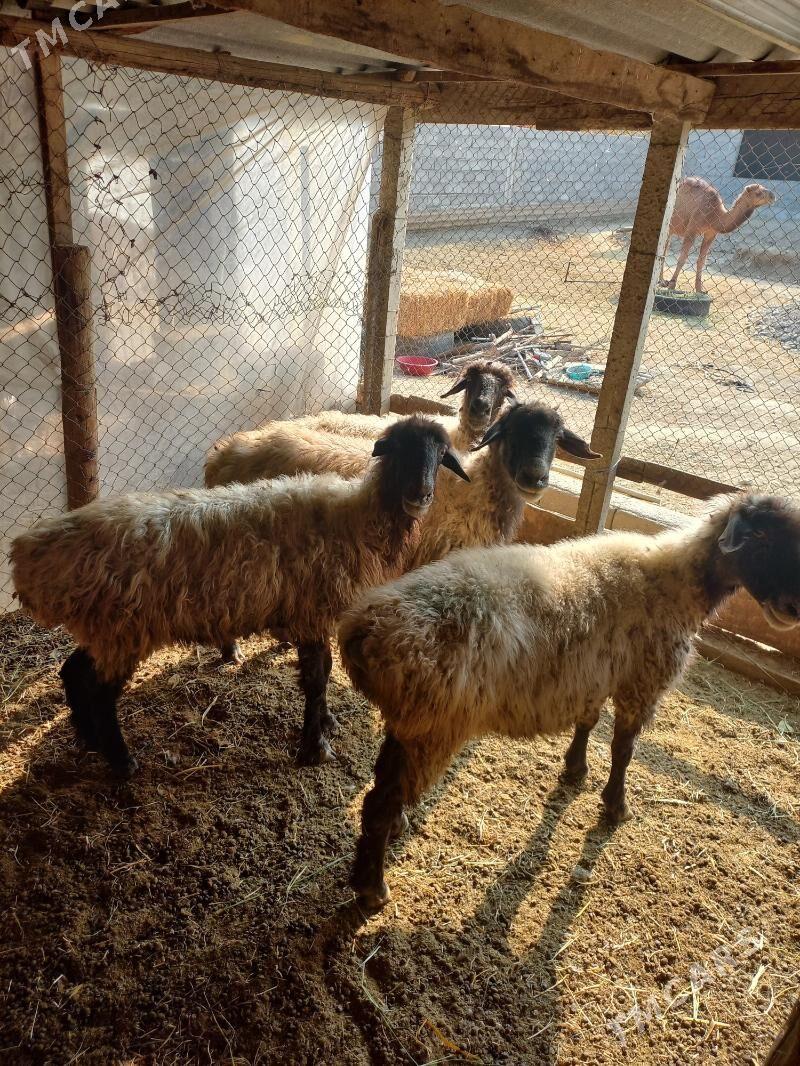 Goÿynlar - Gökdepe - img 2