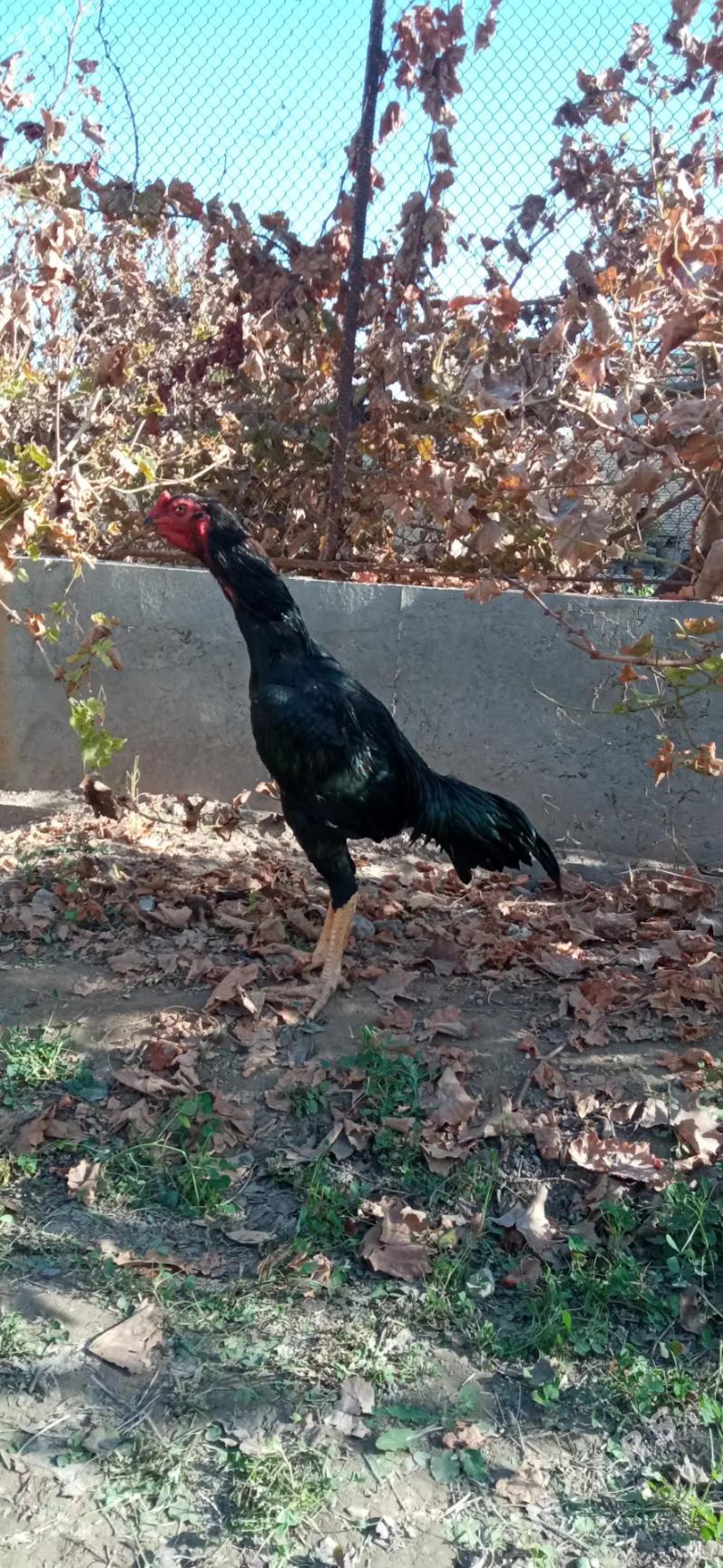 horaz juje - Туркменабат - img 1