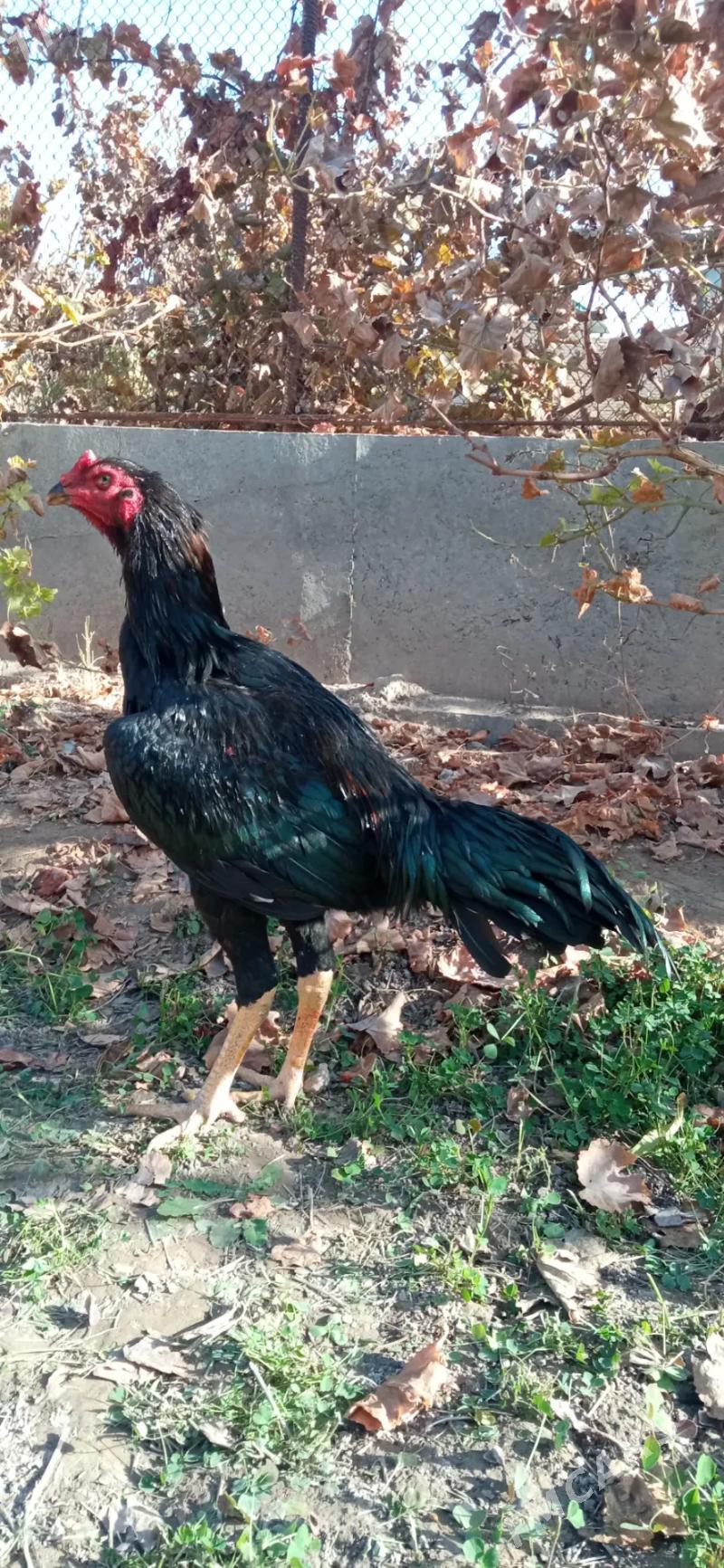 horaz juje - Туркменабат - img 2