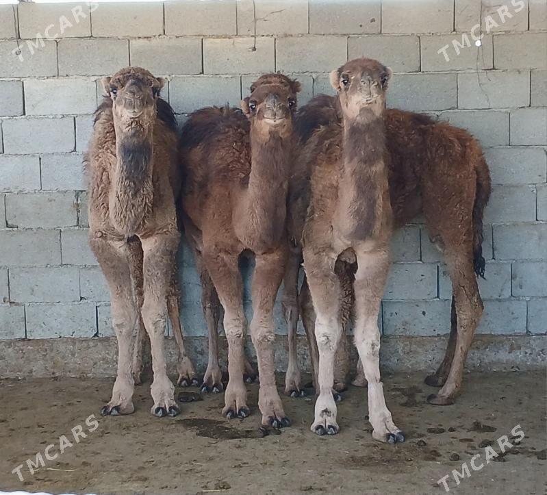 torum - Херрикгала - img 1