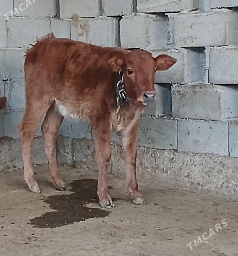 okuz tuwe - Herrikgala - img 6