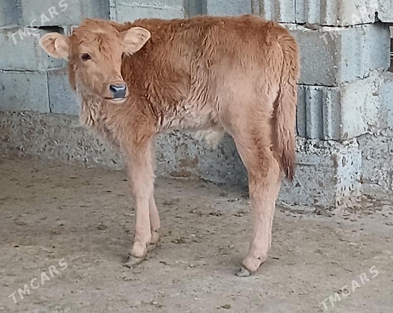 okuz tuwe - Herrikgala - img 5